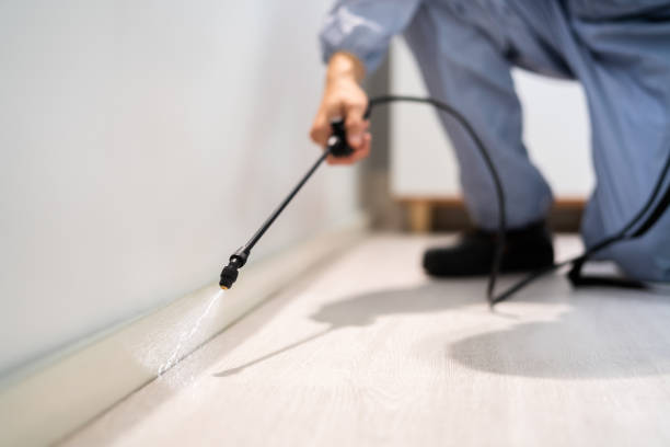 Licensed Wasp Removal service in Meggett, SC - Show Me Pest Control